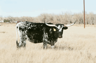 Texas Long Horn