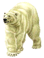 Polar Bear