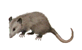 Opossum
