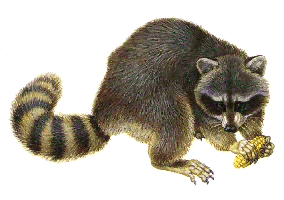 Raccoon