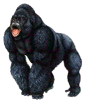 Gorilla