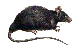Black Rat