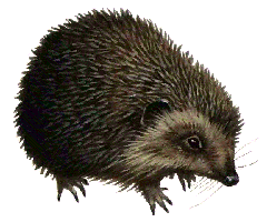 Hedgehog